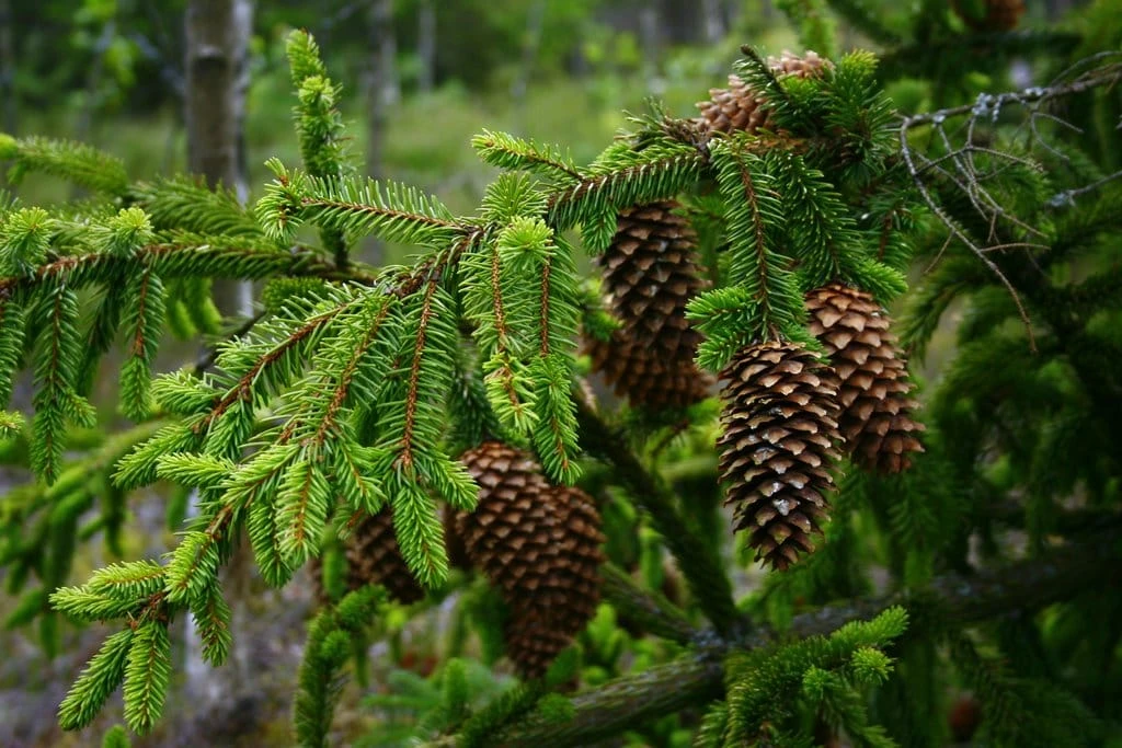 Nemokamai dalins eglių šakas
