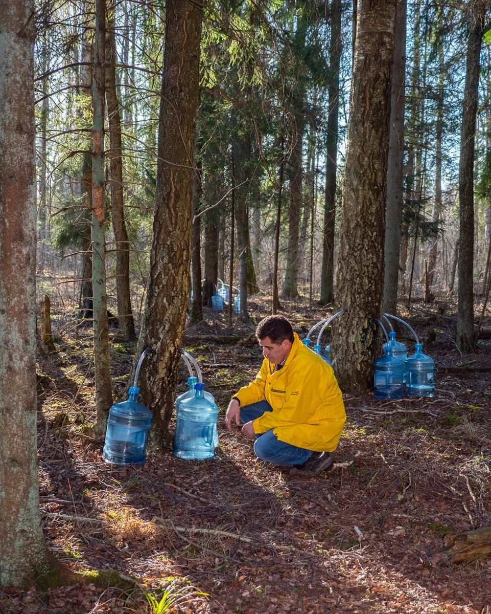 Beržų sulos renesansas – ūkininkai skaičiuoja augančią paklausą ir pardavimus