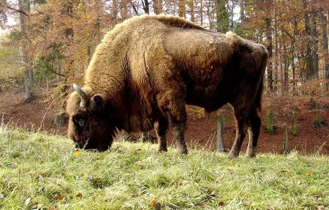 Valstybinių miškų urėdijos darbuotojai miške aptiko negyvą stumbrą