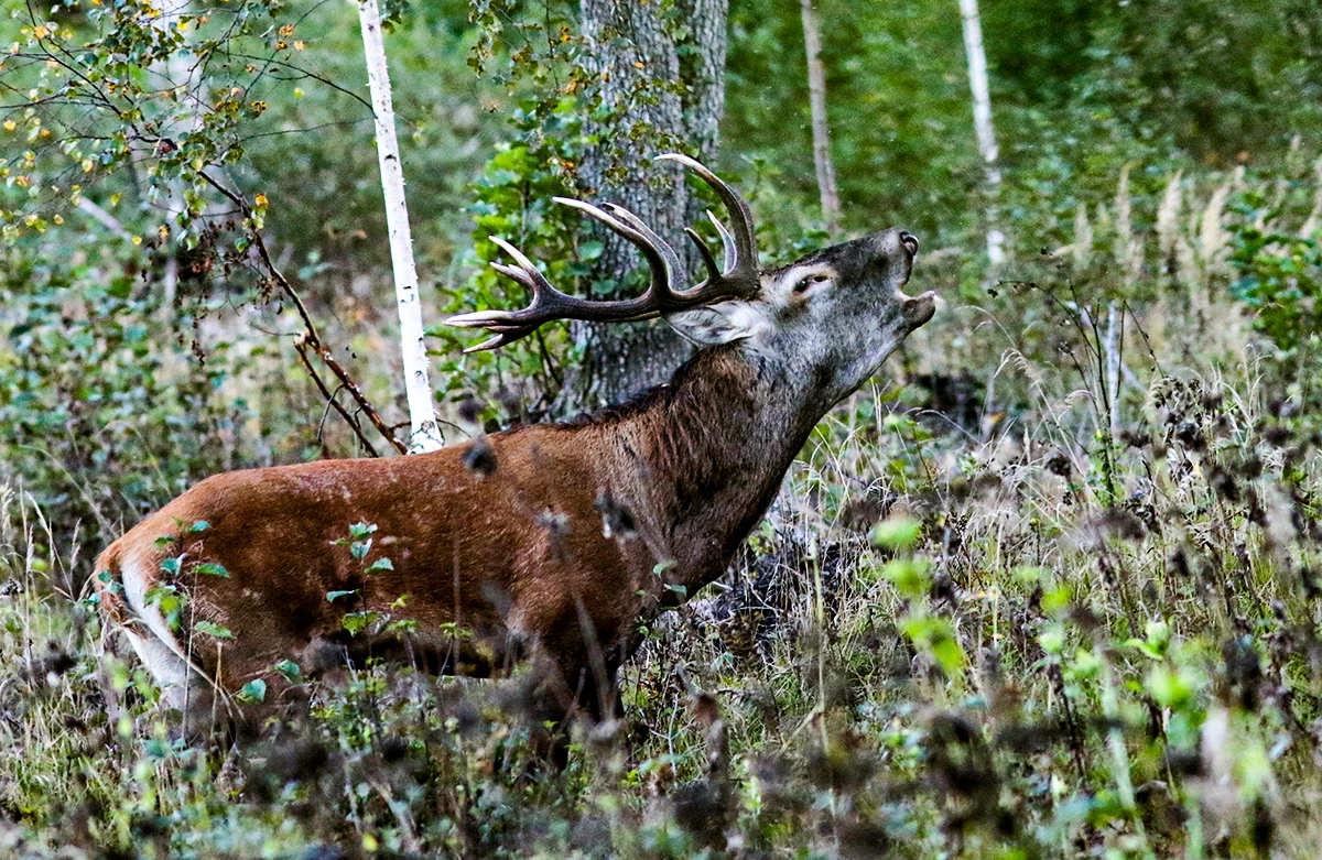 Lietuvos miškuose – reta galimybė išgirsti elnių baubimą